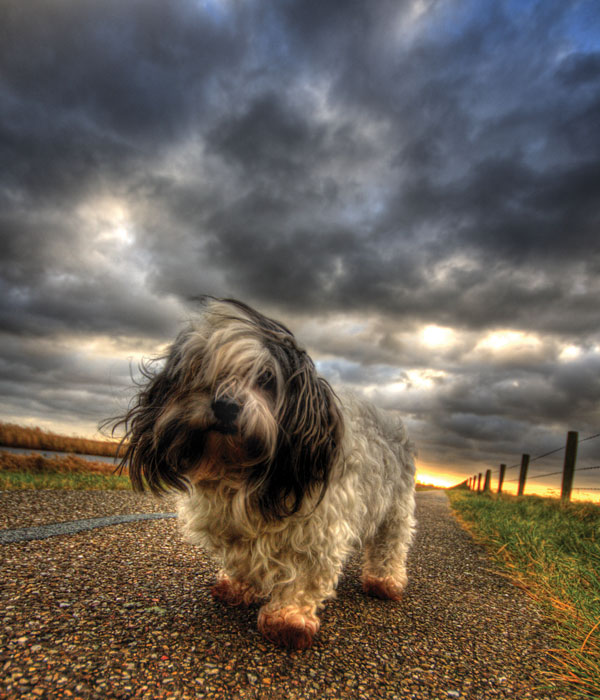 HDR Dog by ~SEKArt