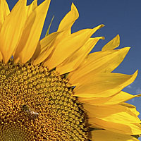 Achieving Better Focus and Sharpness in Your Images