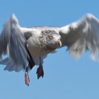 Photo Critique