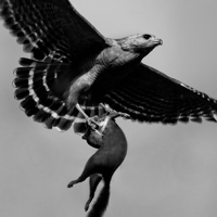 Photo Critique