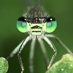 130+ Stunning Examples of Macro Photography