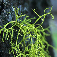 60 Fascinating Alien Lichen Landscapes