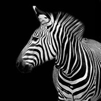 100+ Awe Inspiring Black & White Photographs