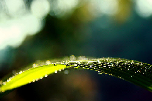 Beautiful Bokeh Photography Examples