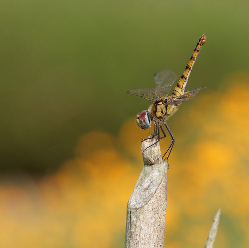 Beautiful Bokeh Photography Examples