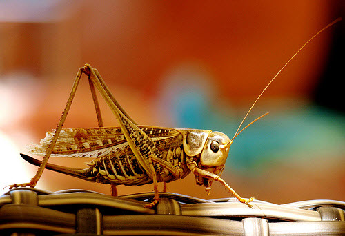 Beautiful Bokeh Photography Examples