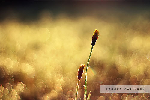 Beautiful Bokeh Photography Examples