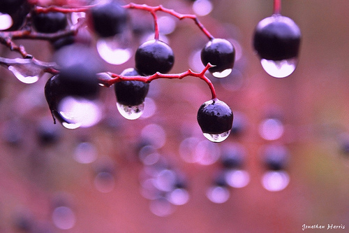 Beautiful Bokeh Photography Examples