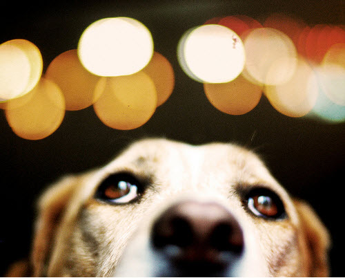Beautiful Bokeh Photography Examples