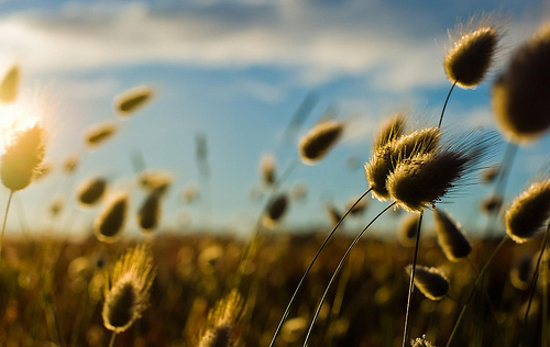 Beautiful Bokeh Photography Examples