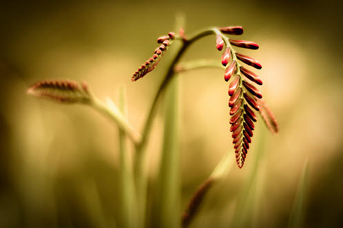 Beautiful Bokeh Photography Examples