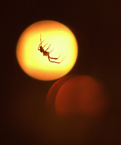 Beautiful Bokeh Photography Examples